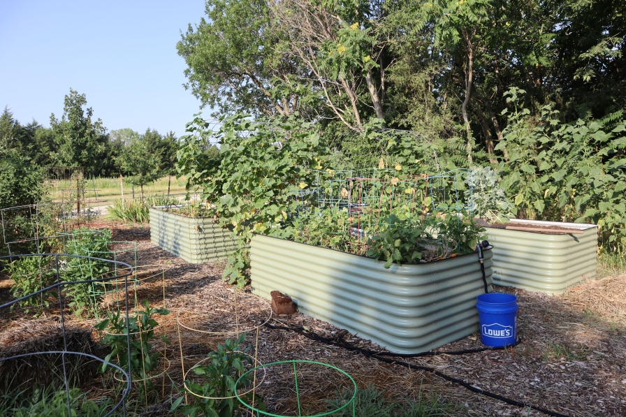 vegetable garden in raised beds