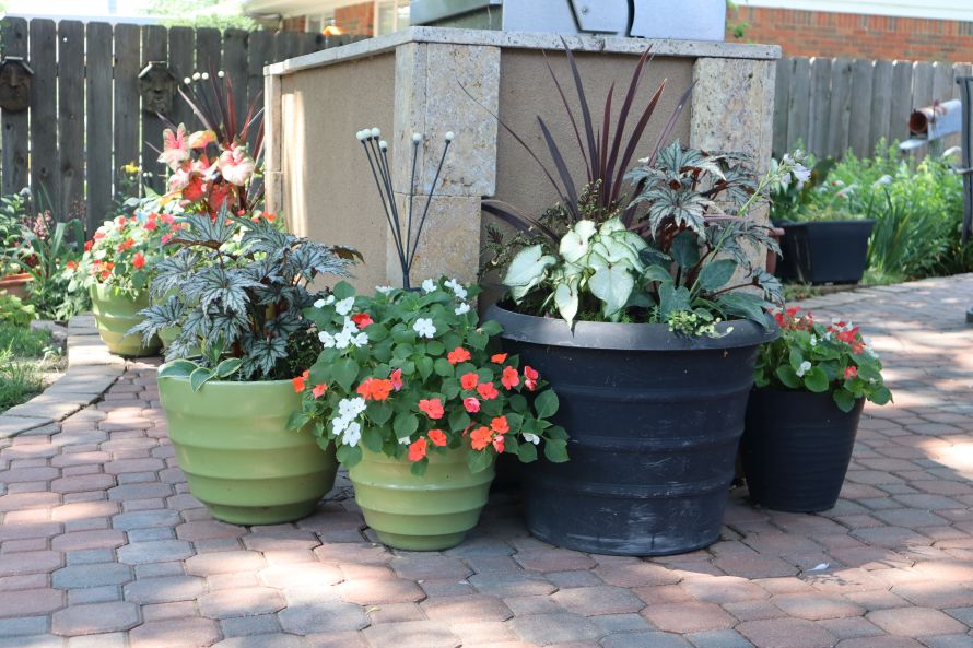 Flower pots with blooming annual flowers